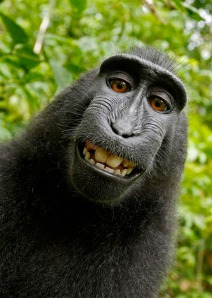 simian-monkey-self-portrait